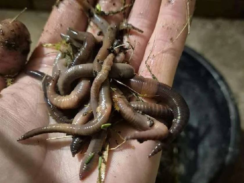  Kalifornijos sliekai žvejybai – 120 vnt. už 3 €, patraukli kaina