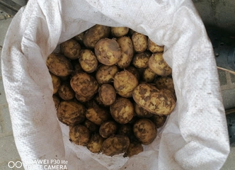 Šviežios bulvės 1,2 kg – sodri skonių gausa ir natūrali šviežuma