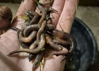 Kalifornijos sliekai žvejybai – 120 vnt. už 3 €, patraukli kaina